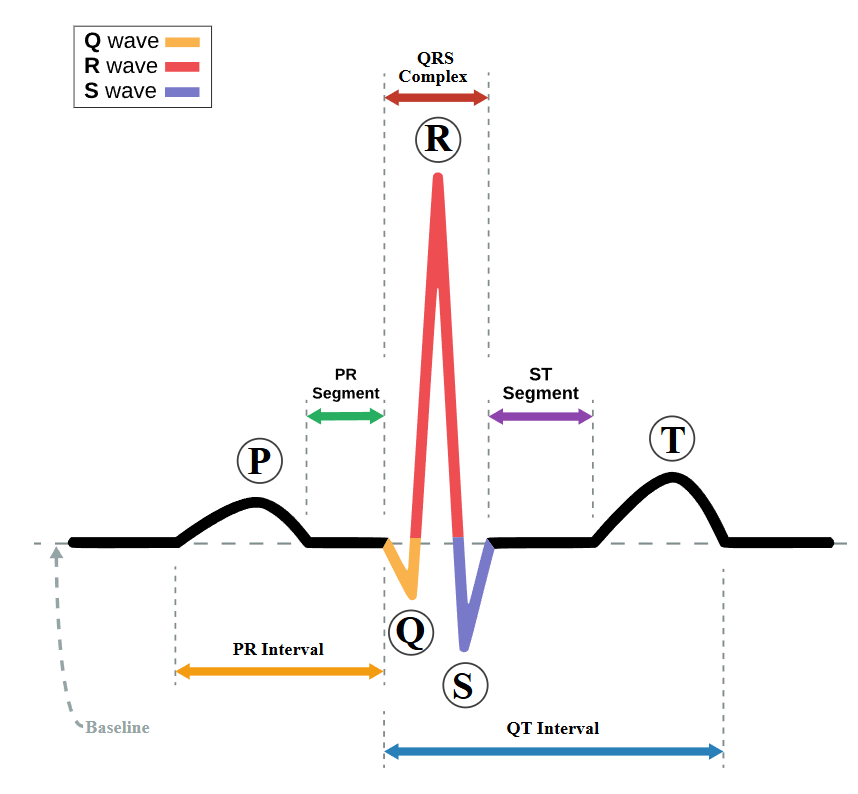 QRScomplex_Cardiac_Heart_SpikeHeartBeat2025-11-06 QRScomplex_Cardiac_Heart_SpikeHeartBeat2025-11-06