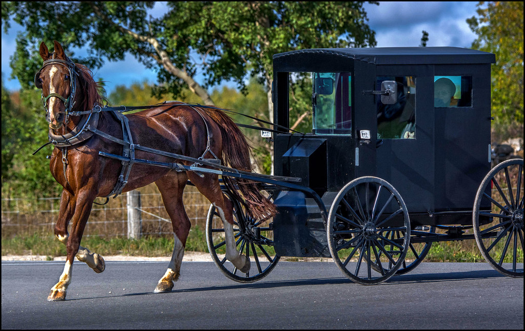 mennonite_horse-carriage_2022